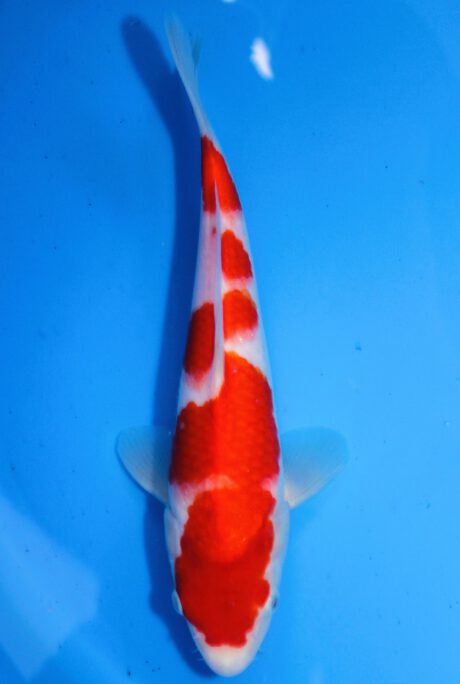 Mry014 Maruyama HQ Tosai Kohaku 25cm