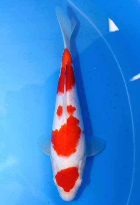 Mry016 Maruyama HQ Tosai Kohaku 25cm