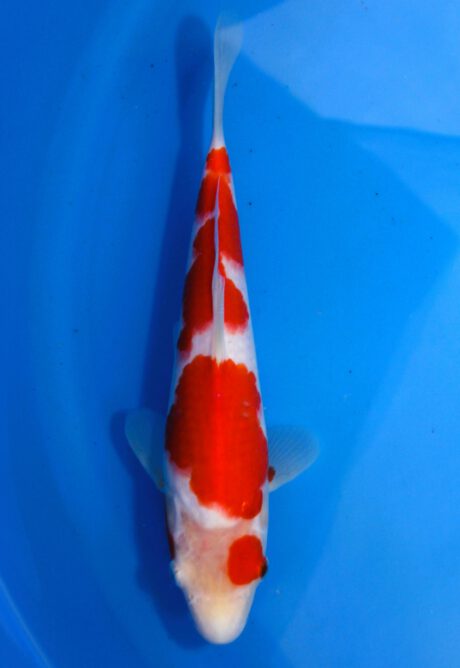 Mry017 Maruyama HQ Tosai Kohaku 25cm