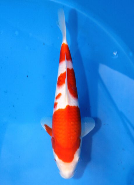 Mry018 Maruyama HQ Tosai Kohaku 30cm