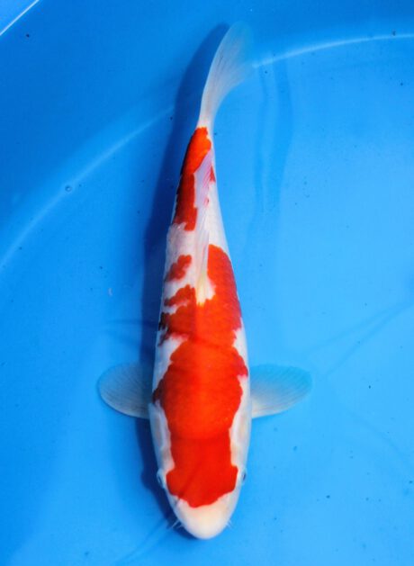 Mry019 Maruyama HQ Tosai Kohaku 30cm