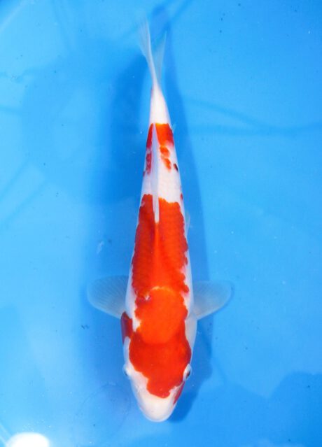 Mry020 Maruyama HQ Tosai Kohaku 30cm