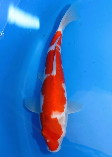 Mry021    Maruyama     HQ Tosai  Kohaku   28cm