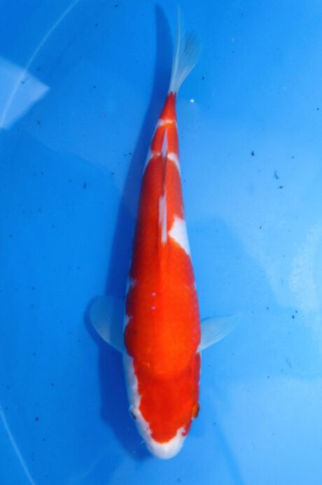 Mry022    Maruyama     HQ Tosai  Kohaku   25cm