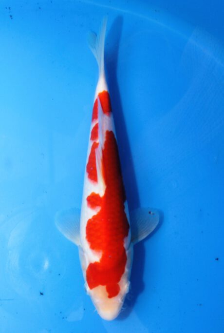 Mry023    Maruyama     HQ Tosai  Kohaku   27cm