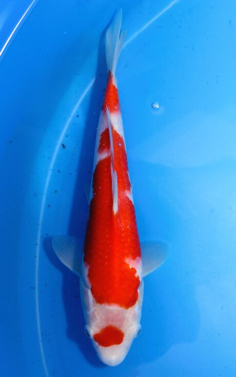 Mry024    Maruyama     HQ Tosai  Kohaku   26cm