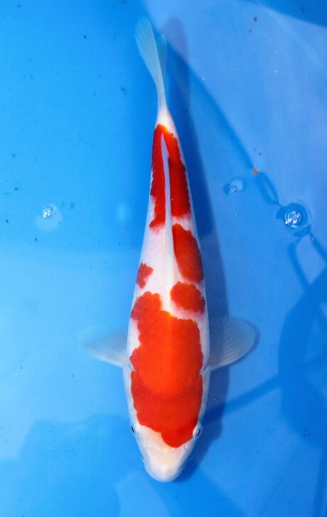 Mry025    Maruyama     HQ Tosai  Kohaku   25cm