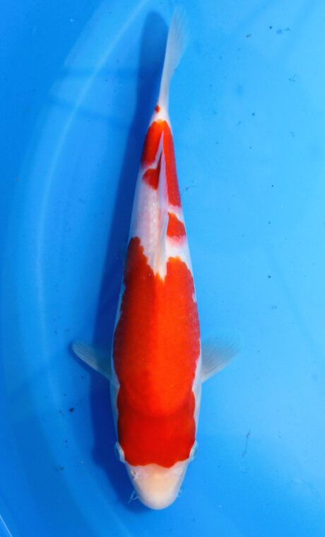 Mry026    Maruyama     HQ Tosai  Kohaku   28cm