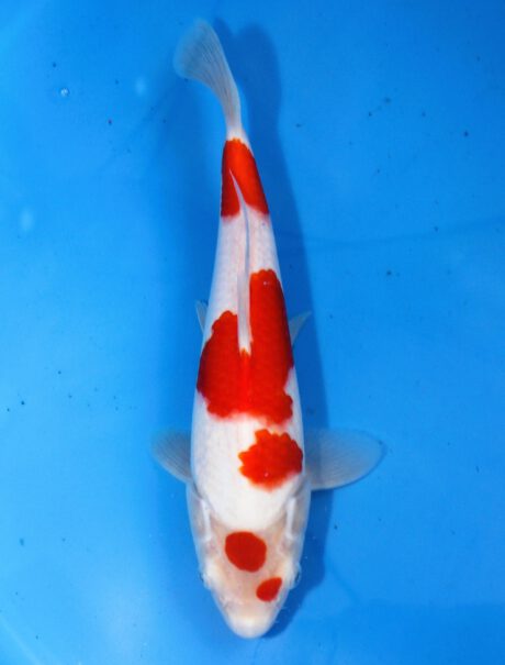 Mry027    Maruyama     HQ Tosai  Kohaku   27cm