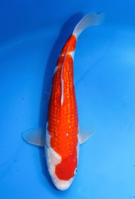 Mry028    Maruyama     HQ  Tosai   Ginrin Kohaku    29cm