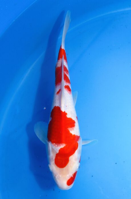 Mry029    Maruyama     HQ  Tosai    Kohaku    27cm