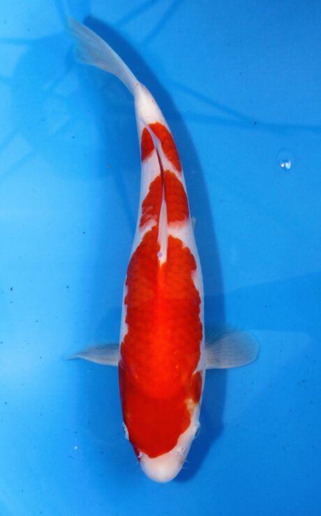 Mry030    Maruyama     HQ  Tosai    Kohaku    30cm