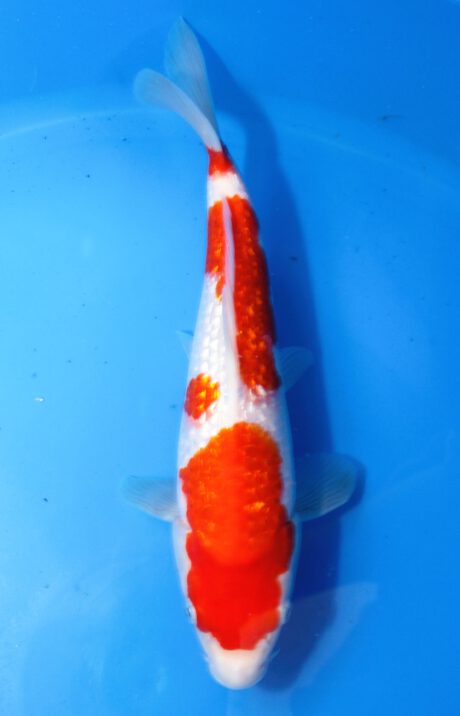 Mry031    Maruyama     HQ  Tosai   Ginrin Kohaku    29cm