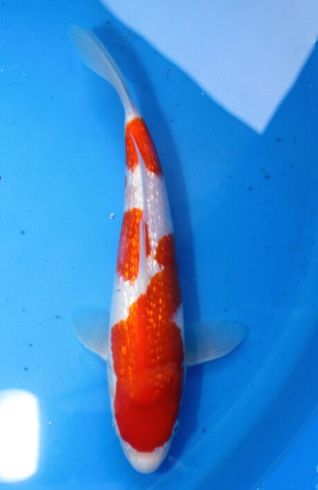 Mry032    Maruyama     HQ  Tosai   Ginrin Kohaku    25cm