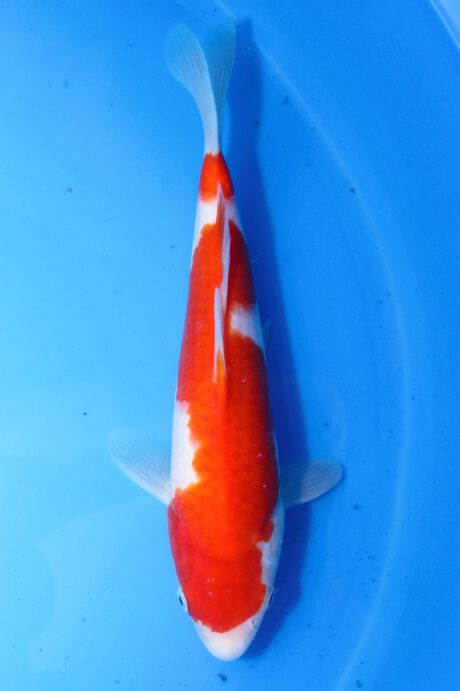 Mry033    Maruyama     HQ  Tosai    Kohaku    30cm