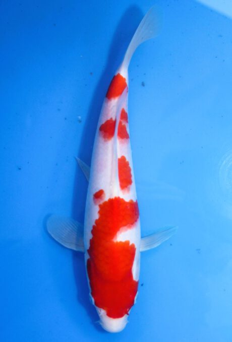 Mry034    Maruyama     HQ  Tosai    Kohaku    26cm