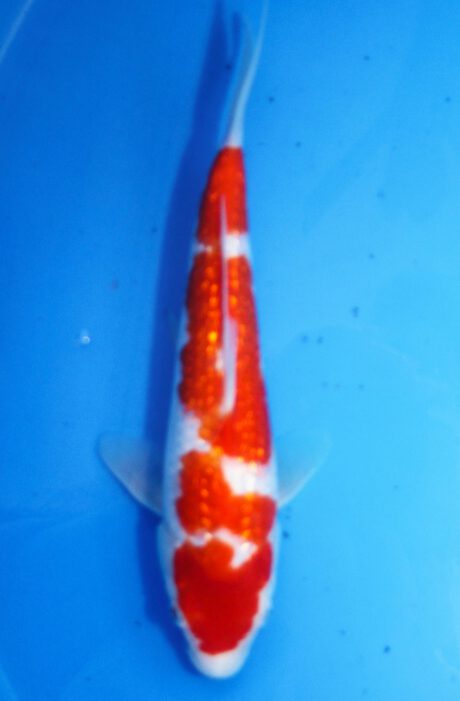 Mry035    Maruyama     HQ  Tosai   Ginrin Kohaku    25cm