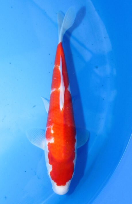 Mry036    Maruyama     HQ  Tosai    Kohaku    29cm
