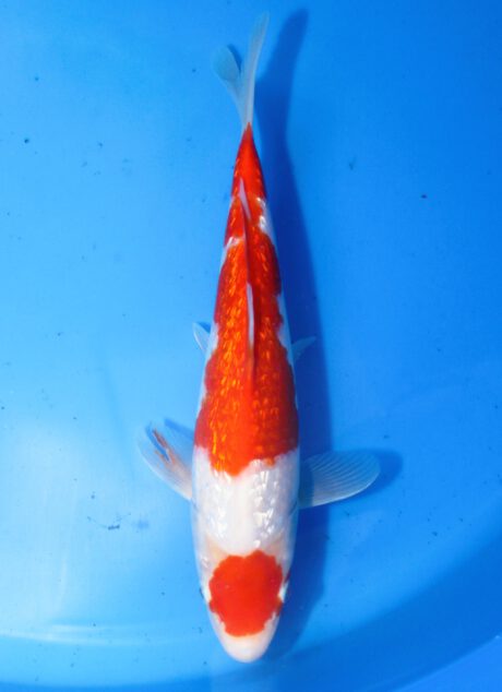 Mry037    Maruyama     HQ  Tosai   Ginrin Kohaku    27cm