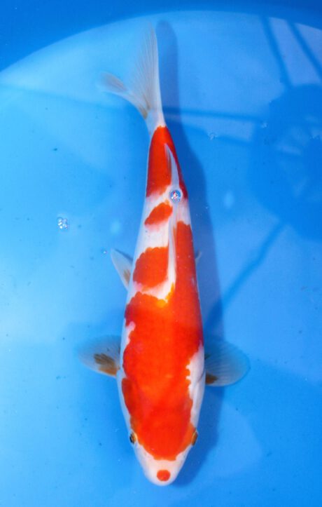 Mry038    Maruyama     HQ  Tosai    Kohaku    30cm