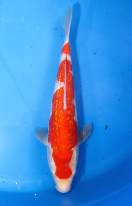 Mry039   Maruyama     HQ  Tosai   Ginrin Kohaku    28cm