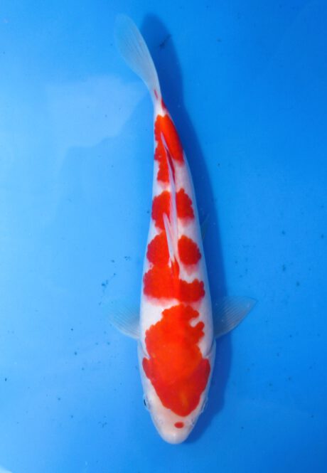 Mry040    Maruyama     HQ  Tosai    Kohaku    27cm