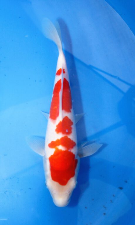 Mry041    Maruyama     HQ  Tosai    Kohaku    29cm