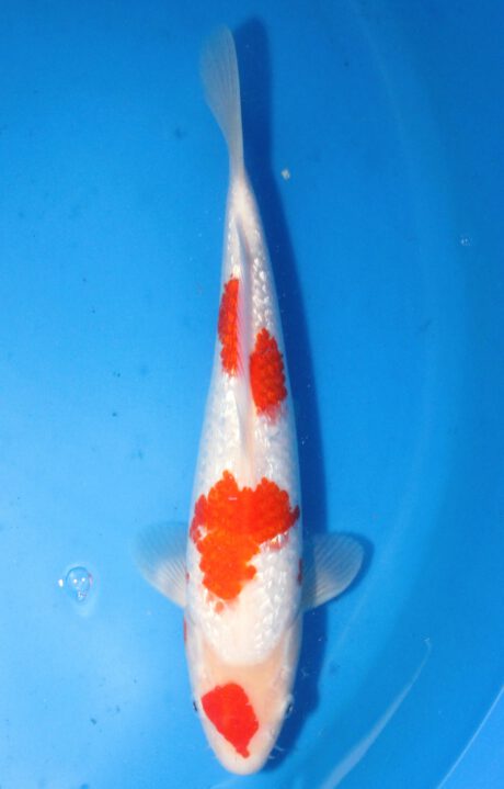 Shi100 Shinoda Tosai Ginrin Kohaku 27cm