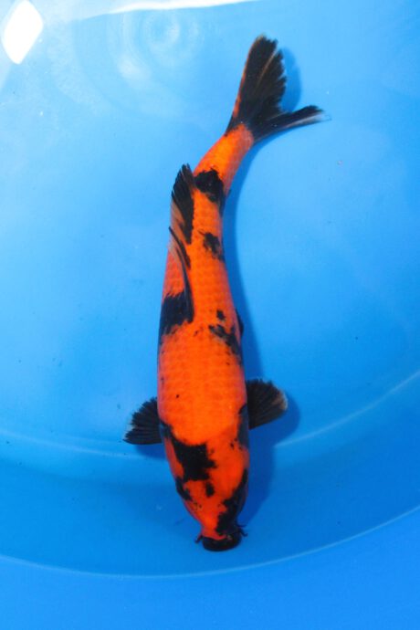 Shi080 Shinoda Tosai Hi Utsuri 29cm