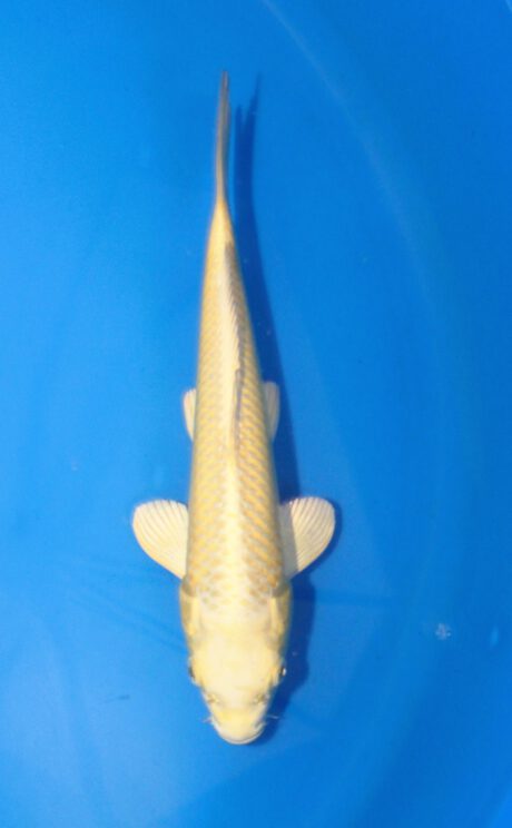 Ogata03 Ogata Tosai Mukashi 27cm