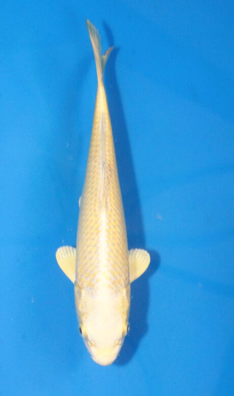 Ogata04 Ogata Tosai Mukashi 24cm