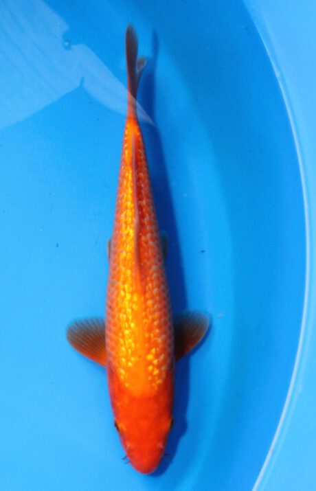 Ogata05 Ogata Tosai Ginrin Benigoi 24cm