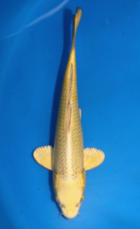 Ogata04 Ogata Tosai Mukashi 24cm
