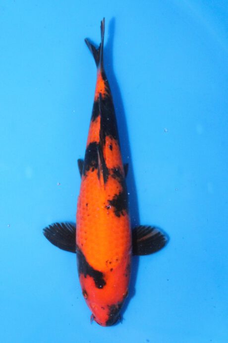 Shi082 Shinoda Tosai Hi Utsuri 29cm Res.