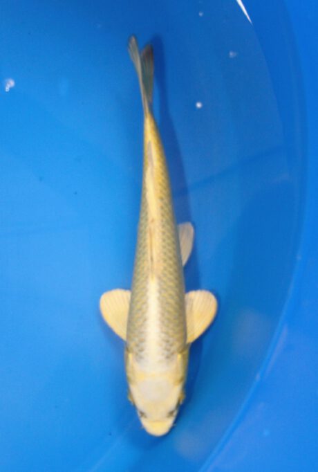 Ogata07 Ogata Tosai Mukashi 25cm
