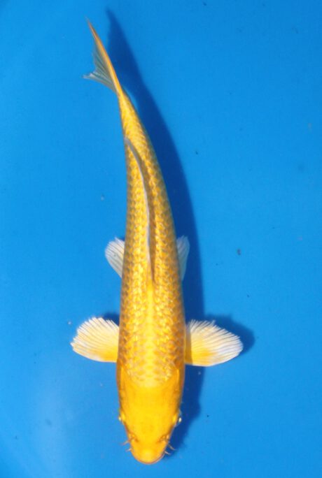 Ogata08 Ogata Tosai Ginrin Yamabuki 25cm