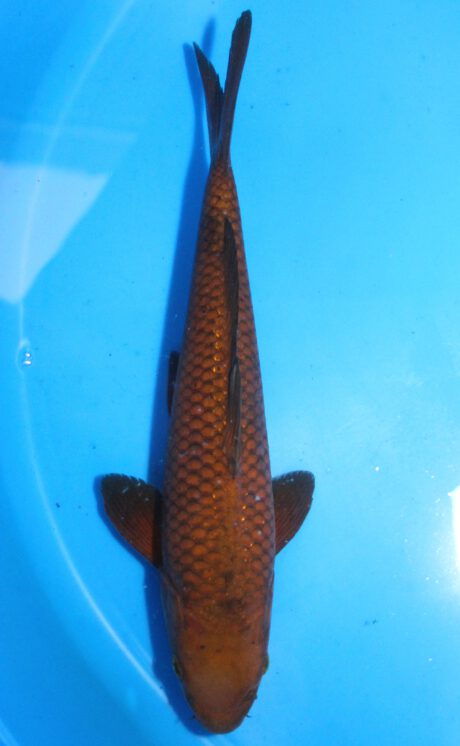 Shi084 Shinoda Tosai Chagoi 30cm