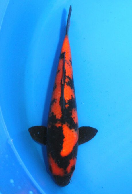 Shi085    Shinoda    Tosai   Hi Utsuri    28cm