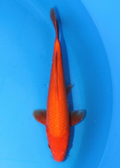 Ogata10 Ogata Tosai Benigoi 28cm