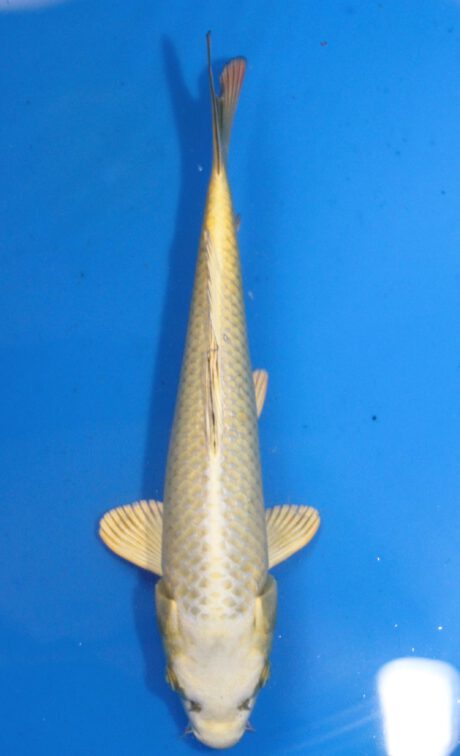Ogata11 Ogata Tosai Mukashi 27cm