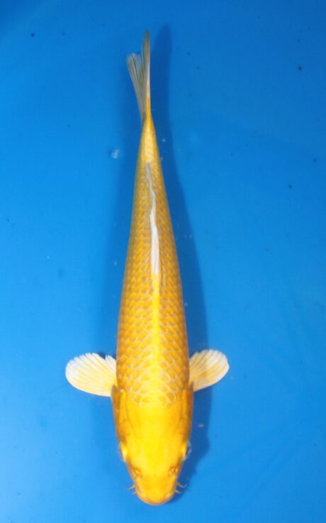 Ogata12 Ogata Tosai Yamabuki 27cm