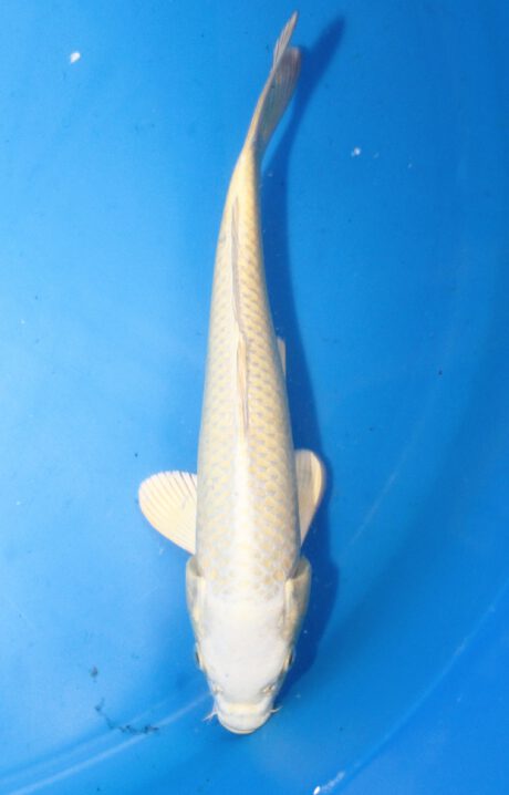 Ogata13 Ogata Tosai Mukashi 26cm