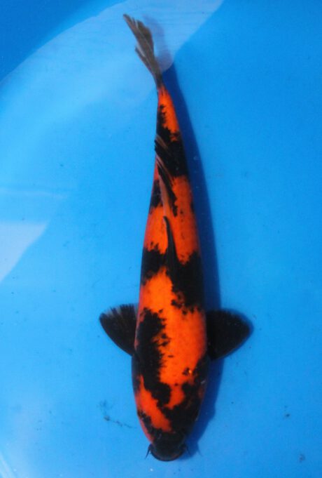 Shi089 Shinoda Tosai Hi Utsuri 30cm