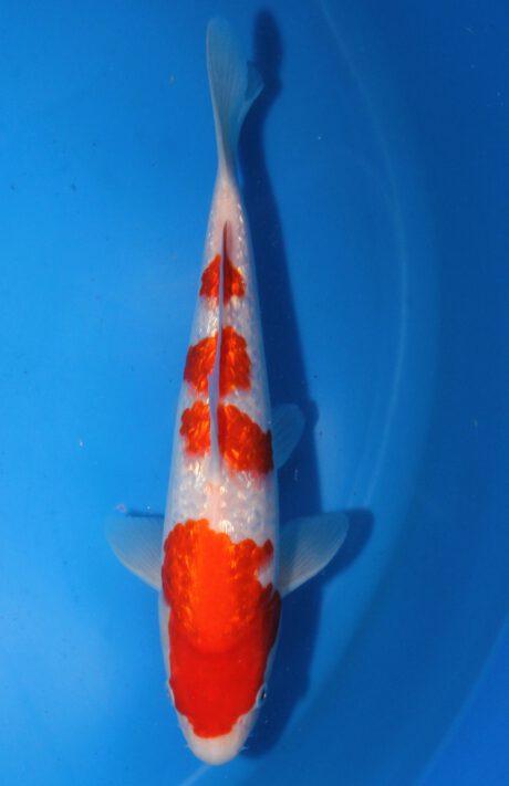 Shi090 Shinoda Tosai Ginrin Kohaku 29cm