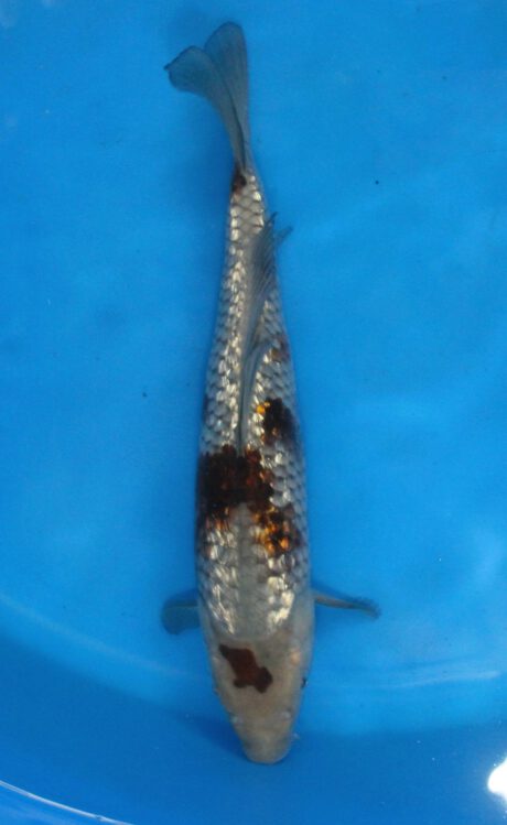 Shi091 Shinoda Tosai Ginrin Ochiba 29cm