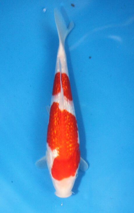 Shi092 Shinoda Tosai Ginrin Kohaku 29cm