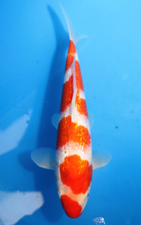 Shi093 Shinoda Tosai Ginrin Kohaku 31cm