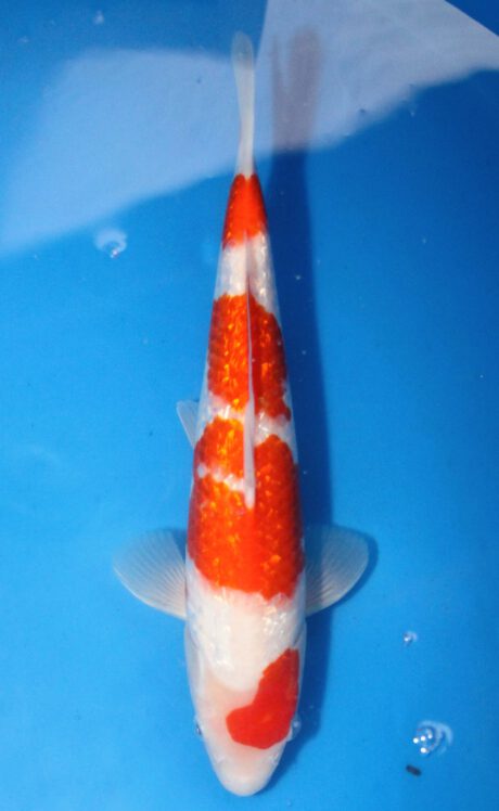 Shi095 Shinoda Tosai Ginrin Kohaku 32cm