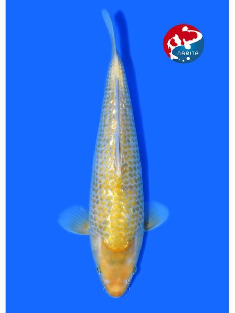 Tanig013 Taniguchi Golden Corn Female Tosai 32cm (in Azukari bis Ap 2027)