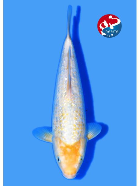 Tanig014 Taniguchi Golden Corn Female Tosai 31cm (in Azukari bis Ap 2027)